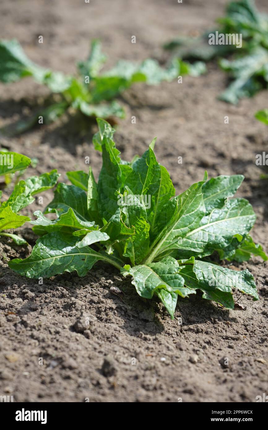 AlrauneMandrake dans le jardin d'herbes Banque D'Images
