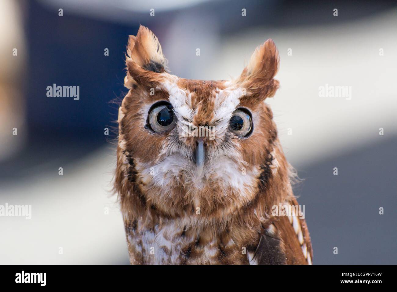 Ojai, Calif., 4 nov 2018 — un hibou de l'est (Megascops asio; mue rouge) vu lors d'un événement en maison ouverte au Centre Ojai Raptor. Banque D'Images