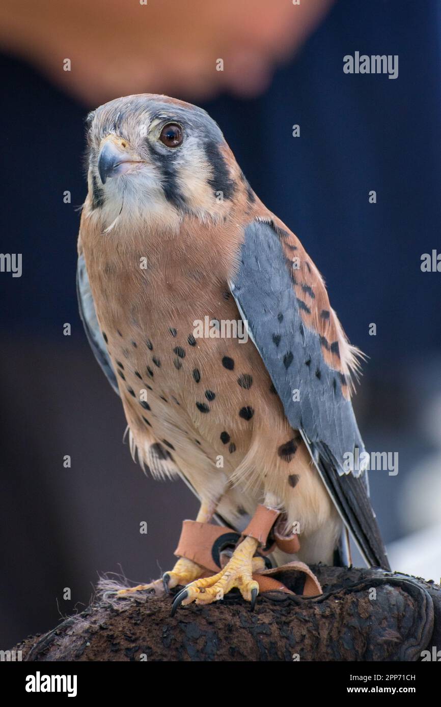 Ojai, Calif., 4 nov 2018 — un kestrel américain (Falco sparverius) est assis sur un gant de manutentionnaire pendant une journée portes ouvertes au Centre Ojai Raptor. Banque D'Images