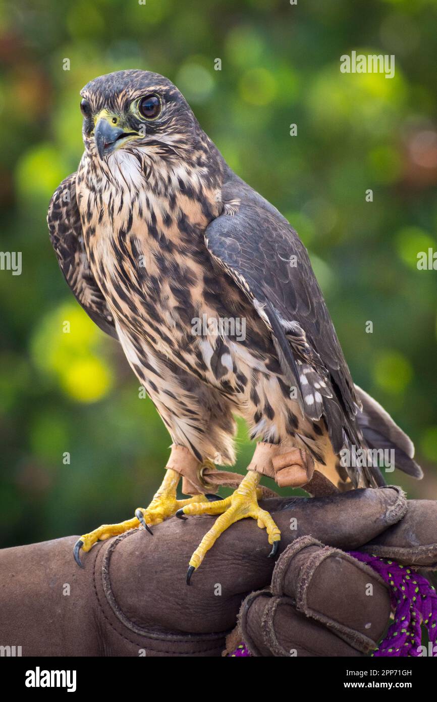 Ojai, Calif., 4 nov 2018 — Un merlin (Falco columbarius; variante taïga) perche sur un gant de manutentionnaire pendant une maison ouverte au Centre Ojai Raptor. Banque D'Images