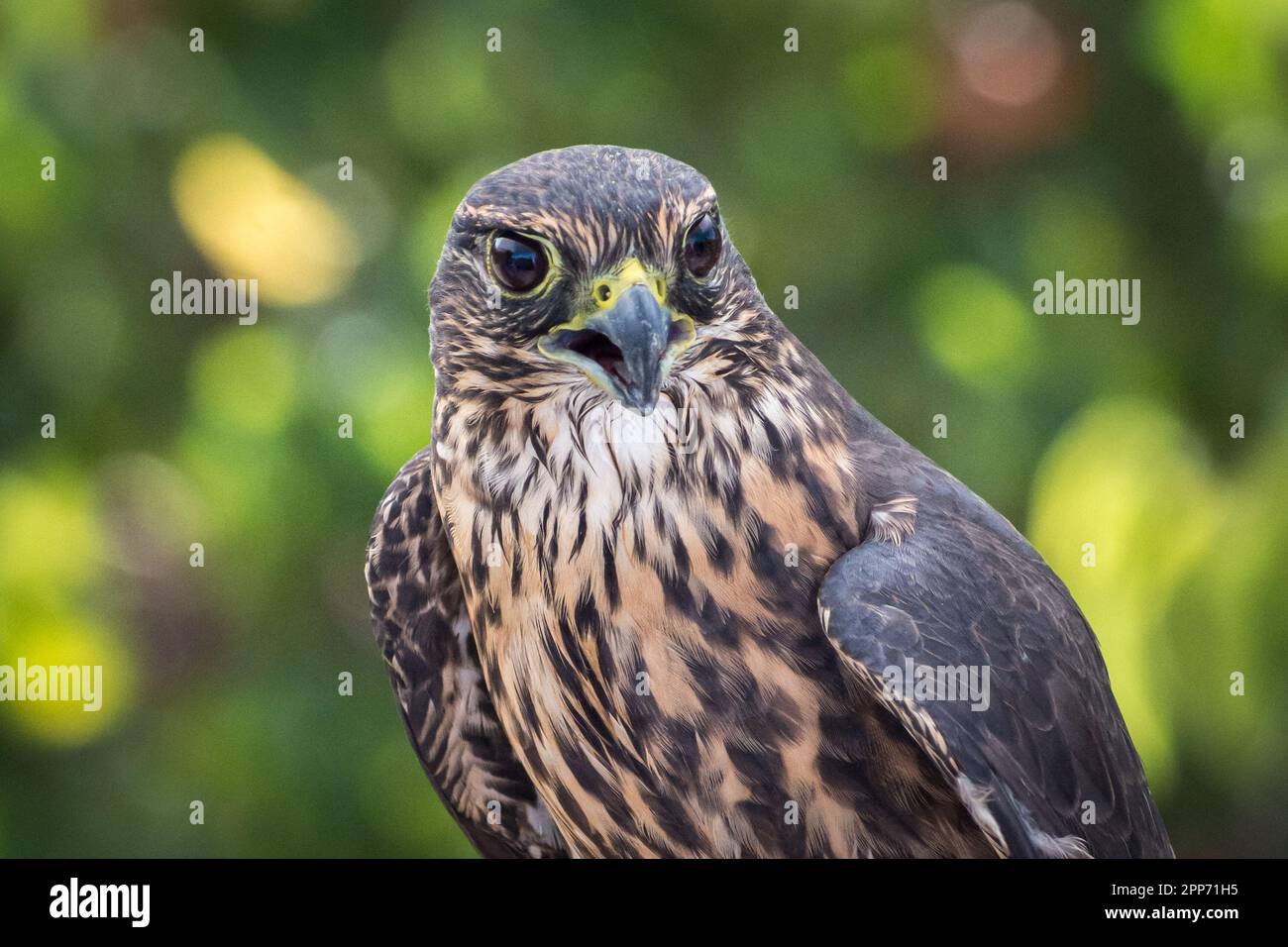 Ojai, Calif., 4 nov 2018 — Un pantalon merlin (Falco columbarius; variante taïga) aux températures élevées pendant une maison ouverte au Centre Ojai Raptor. Banque D'Images