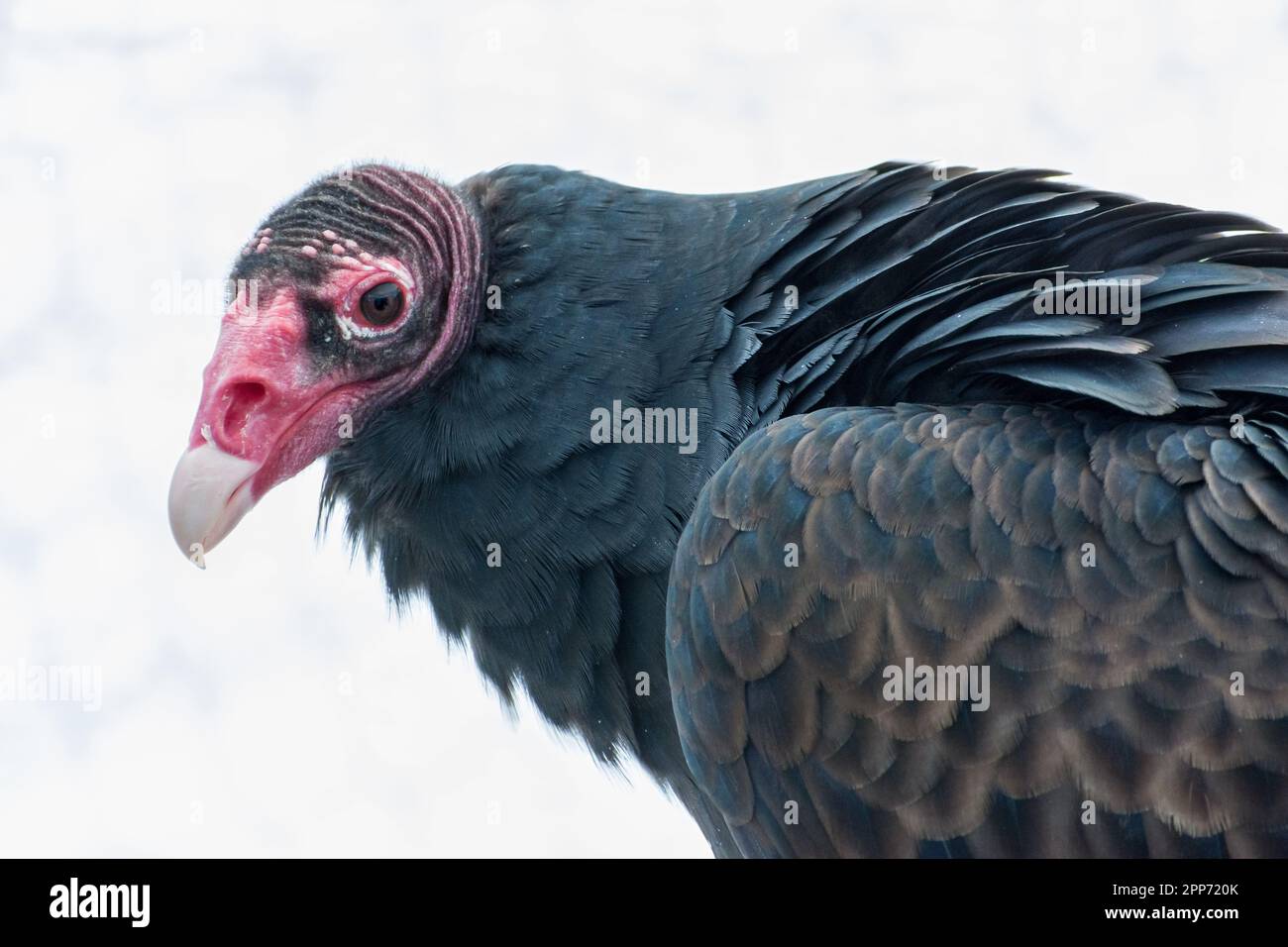 Ojai, Californie, le 4 novembre 2018 — Un vautour de dinde (Cathartes aura) nommé beau photographié lors d'une journée portes ouvertes publiques au Centre Ojai Raptor. Banque D'Images