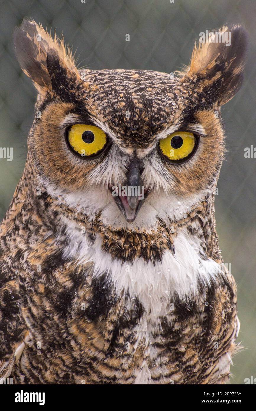 Ojai, Calif., 4 nov 2018 — Un grand hibou à cornes (Bubo virginianus) pantalon dans la chaleur pendant une maison ouverte publique au Centre Ojai Raptor. Banque D'Images