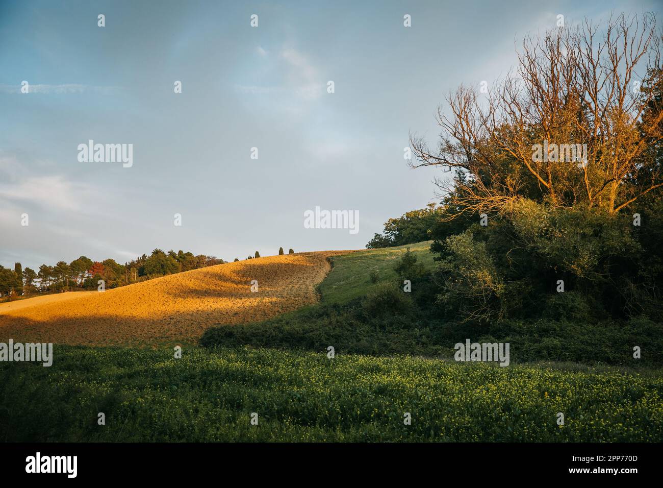 Coucher de soleil d'or dans les champs de Toscane, en Italie, une soirée claire avec des collines et des arbres de chypre Banque D'Images