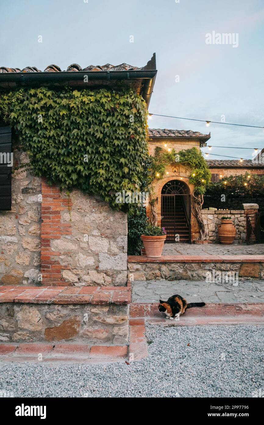 Calico chat assis sur un mur de pierre en Toscane, Italie au coucher du soleil Banque D'Images