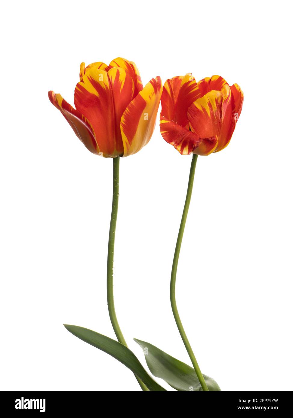 Deux fleurs de tulipe rouge vif et jaune isolées sur fond blanc. Avec gouttes de pluie. Banque D'Images