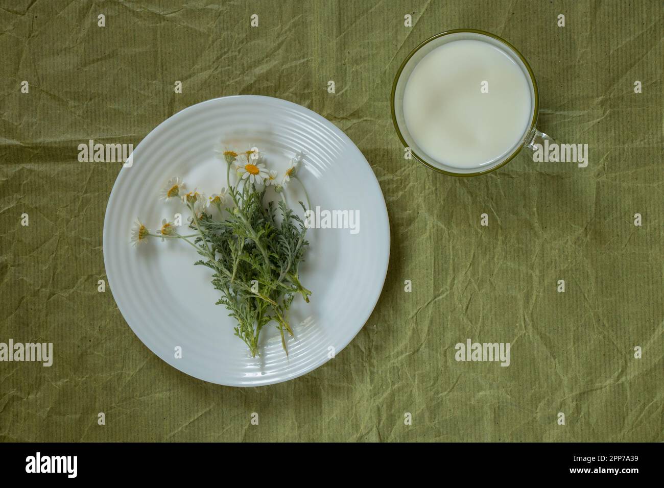 tasse de lait et fleur de camomille sur une assiette sur un vert Banque D'Images