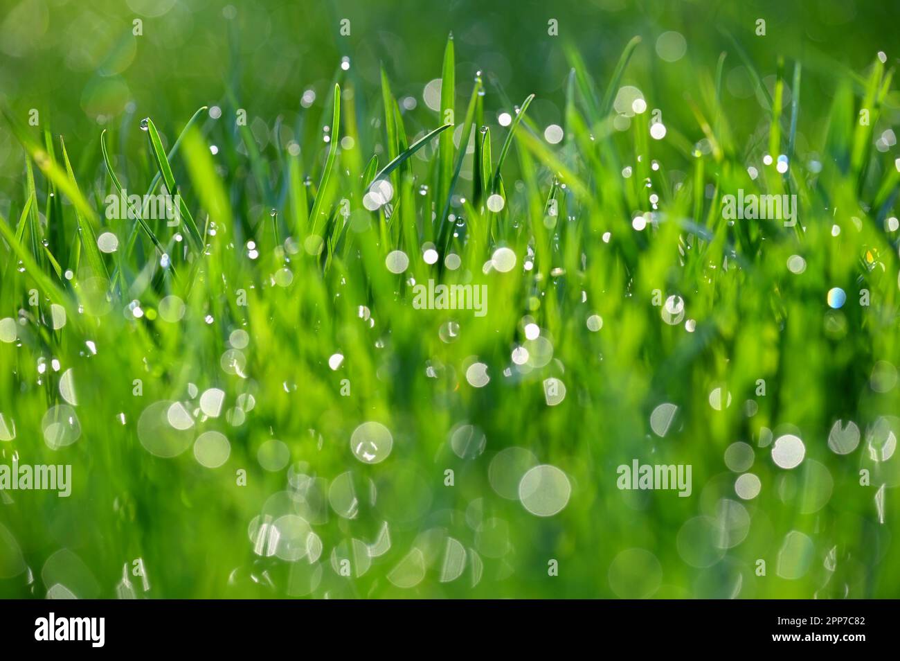 Vert nature. Belle la photo en gros plan de la nature. L'herbe verte avec des gouttes de rosée. Printemps coloré fond avec soleil du matin et les plantes vertes naturelles fil Banque D'Images