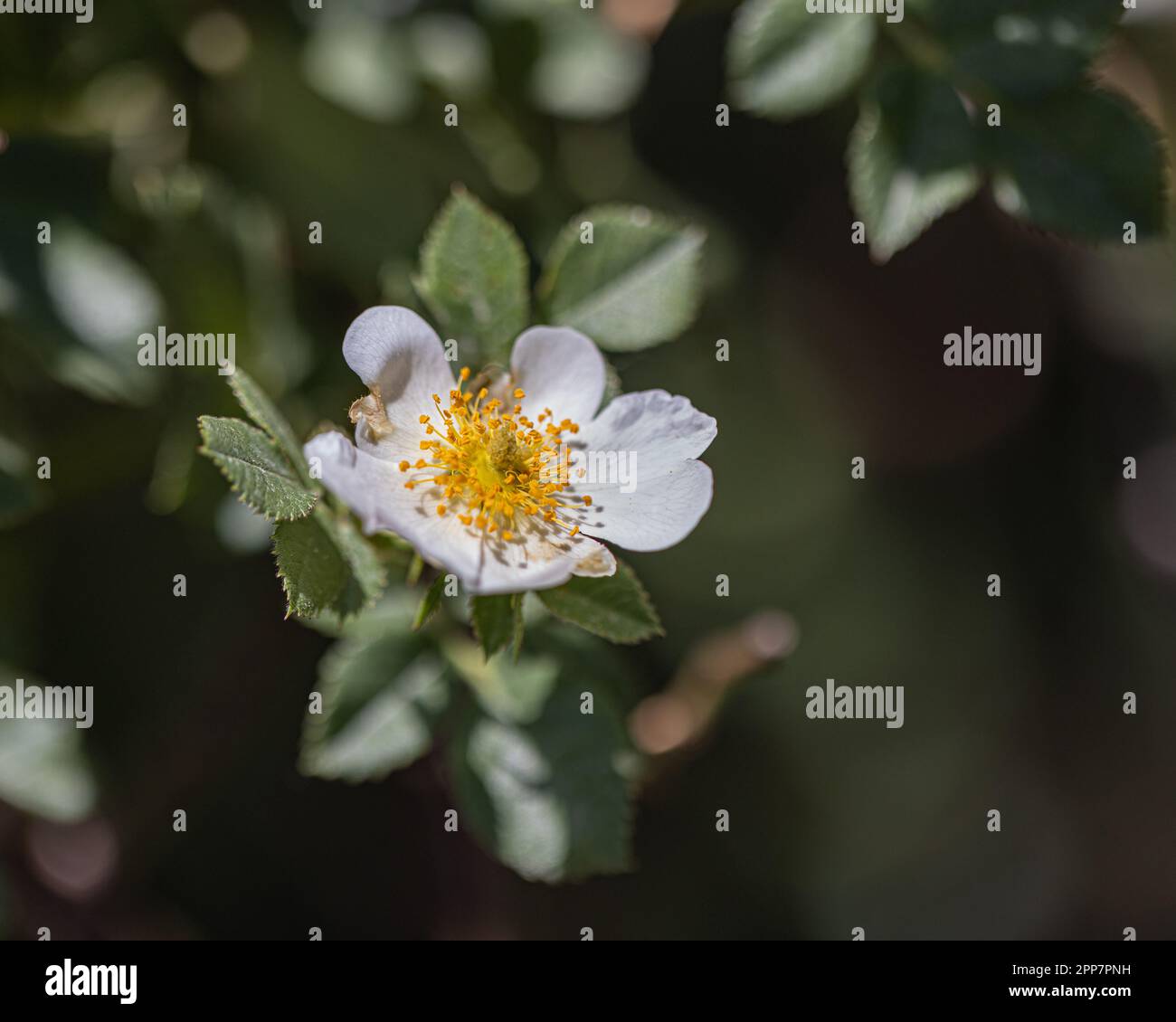 Rose sauvage blanche floraison au printemps, pétales blancs avec des centres jaunes. Banque D'Images