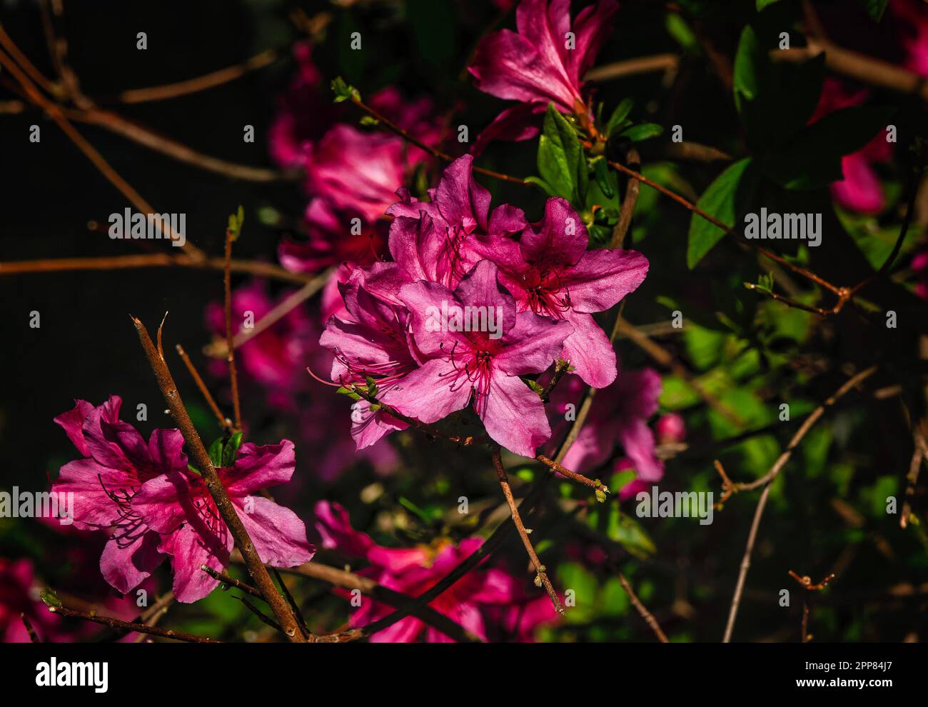 Azalées en pleine floraison printanière Banque D'Images