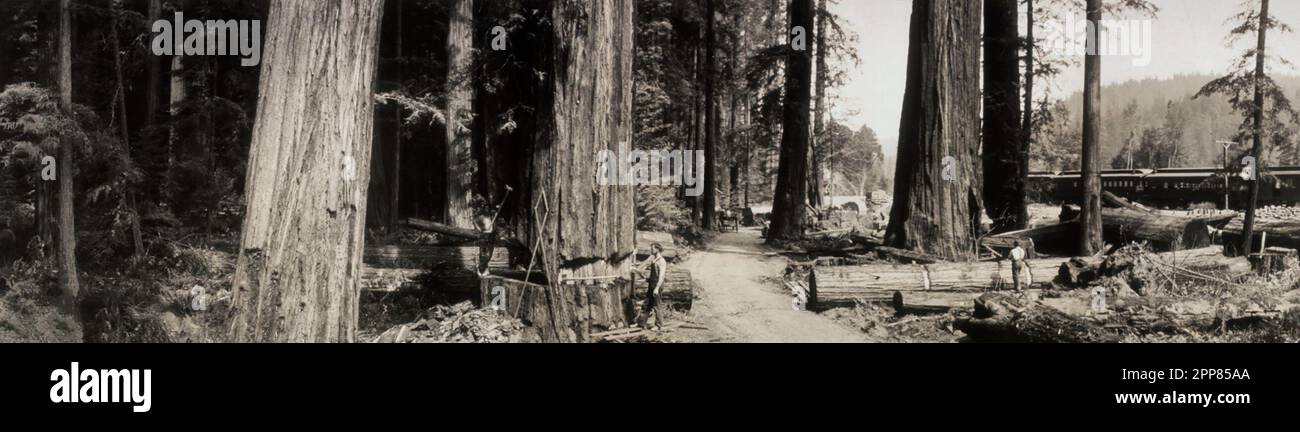 Des scènes merveilleuses au milieu du séquoia géant sur la ligne du chemin de fer du Pacifique Nord-Ouest, les travailleurs coupant les séquoias géants, vers 1912 Banque D'Images