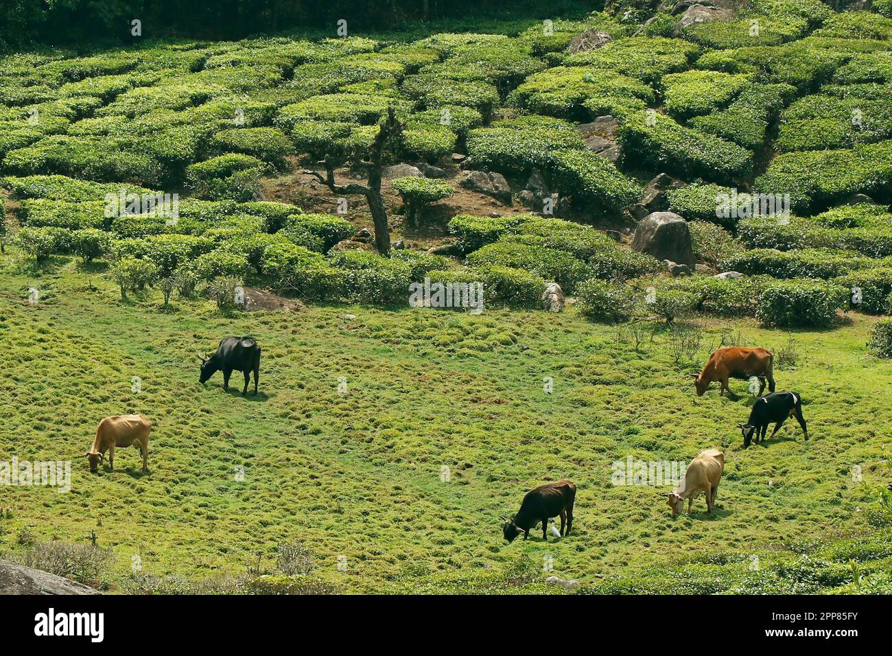 bétail en pâturage dans le champ entouré avec le jardin de thé à kerala Banque D'Images