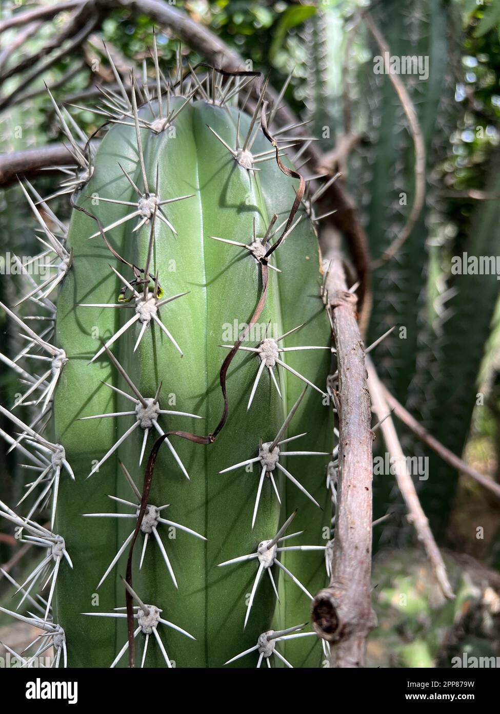 Gros plan d'un cactus épineux qui pousse dans un jardin Banque D'Images