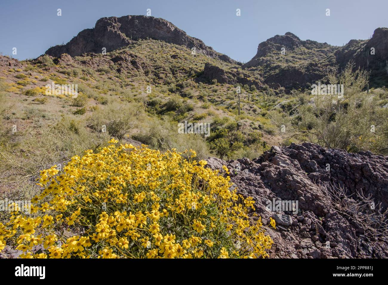 Fleurs sauvages et cactus saguaro au printemps au parc national de Picacho Peak, désert de Sonoran, Picacho, Arizona, États-Unis Banque D'Images