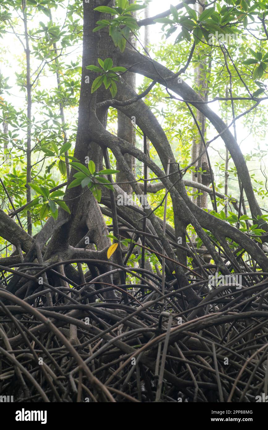 Mangroves, rivière Sierpe, Costa Rica Banque D'Images