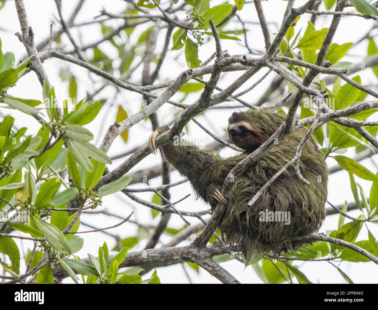 Paresseux à gorge brune (Bradypus variegatus), rivière Sierpe, Costa Rica Banque D'Images