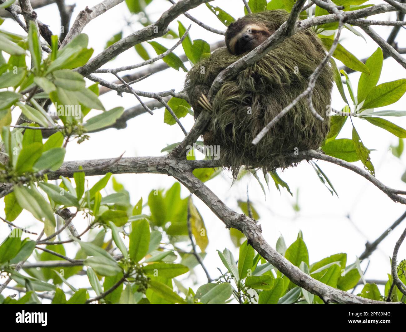 Paresseux à gorge brune (Bradypus variegatus), rivière Sierpe, Costa Rica Banque D'Images