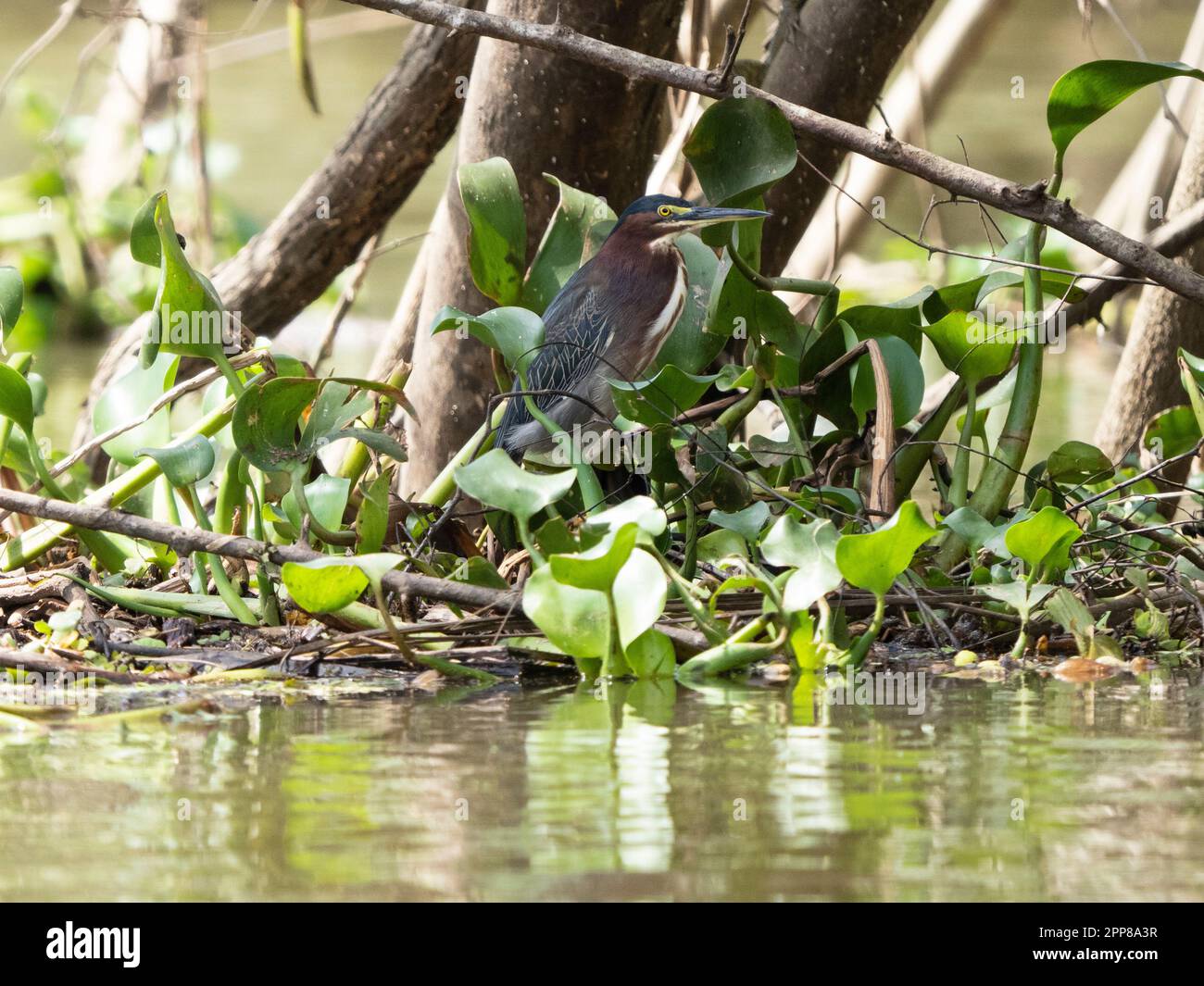 Héron tigre à gorge nue (Tigrisoma mexicanum), rivière Sierpe, Costa Rica Banque D'Images