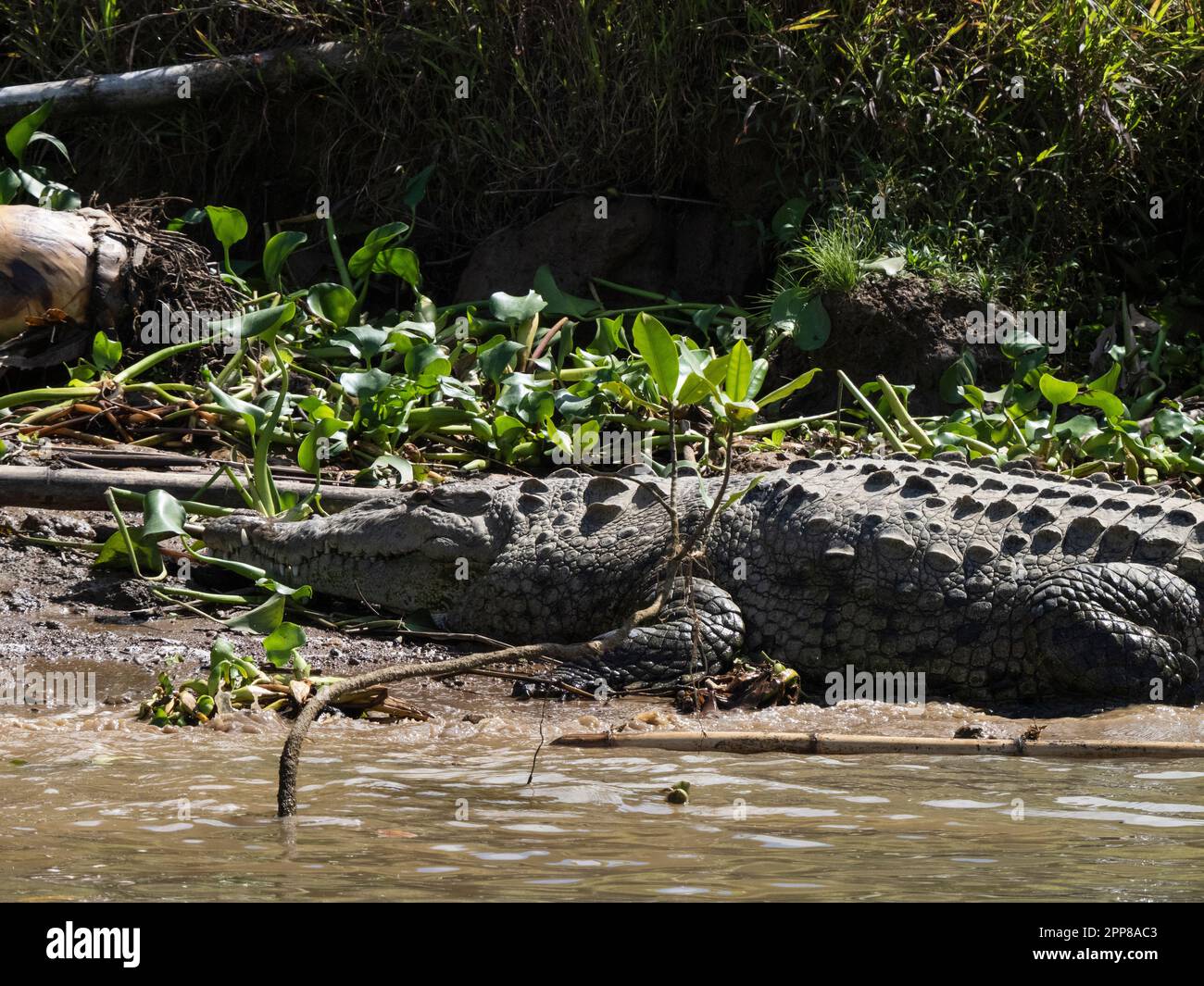 Crocodile américain (Crocodylus acutus), rivière Sierpe, Costa Rica Banque D'Images