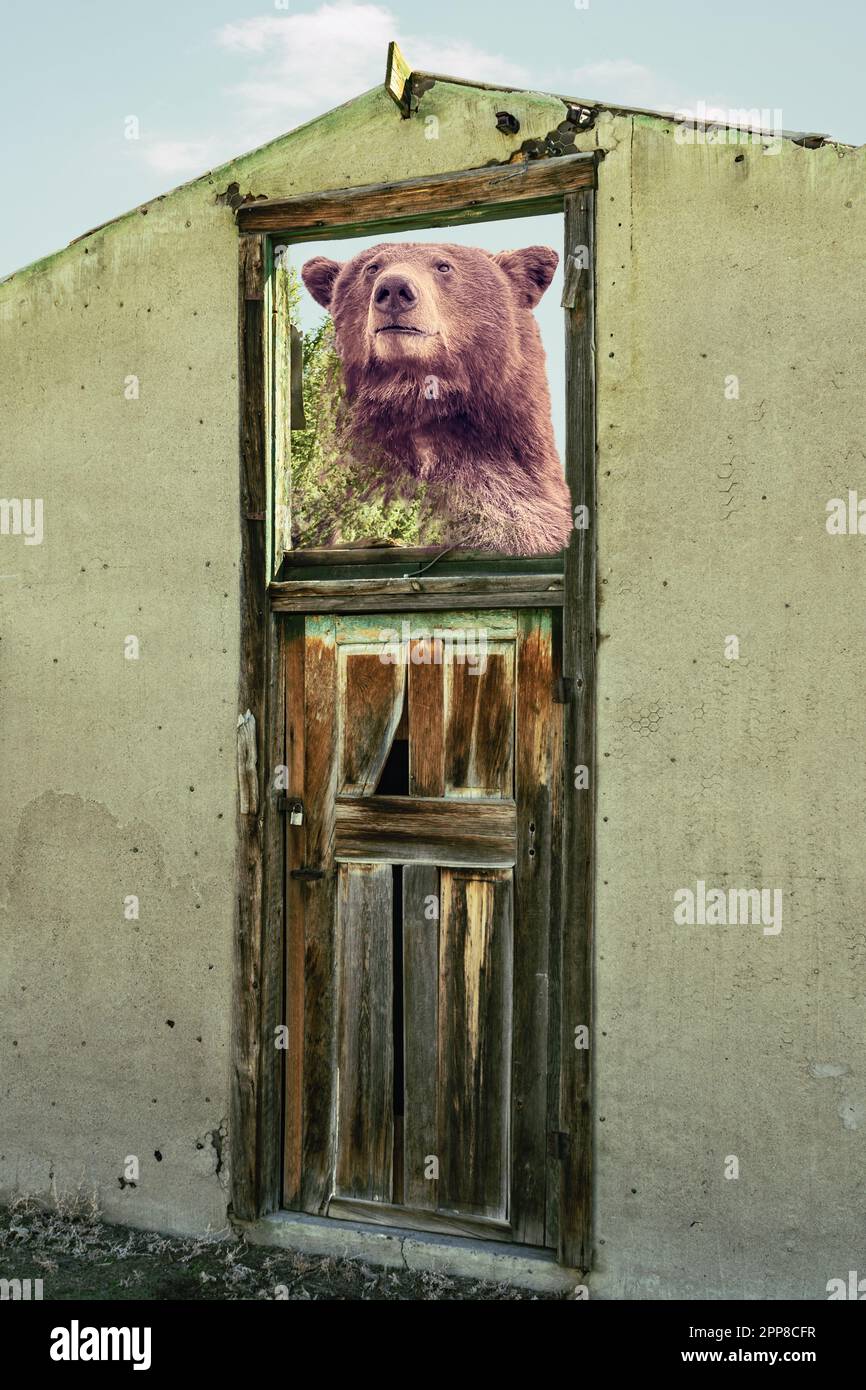 Ours brun g?�ant composite donnant sur une fen??tre ouverte par une porte verrouill?�e dans un 