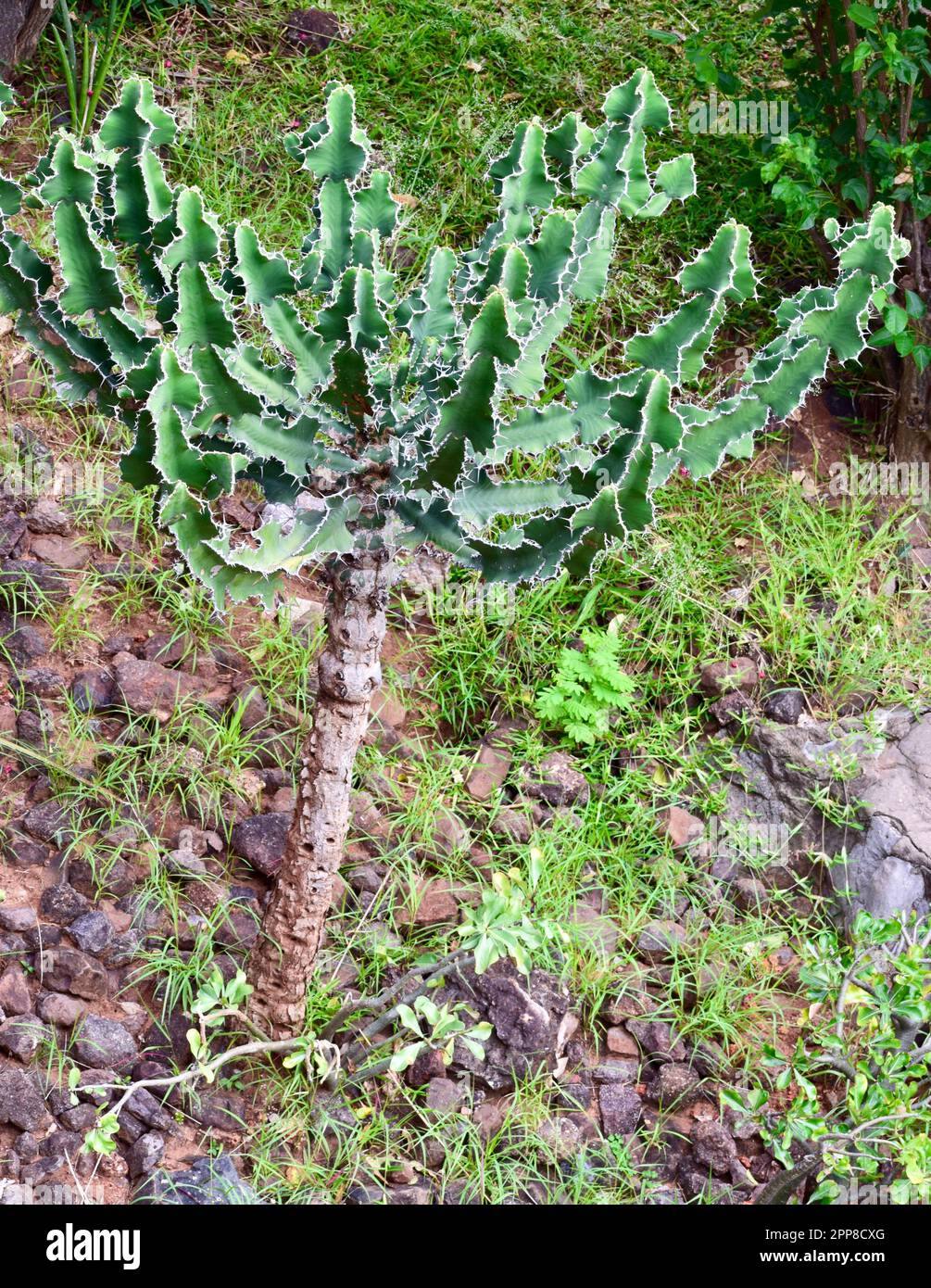 Petit arbre de cactus Banque D'Images