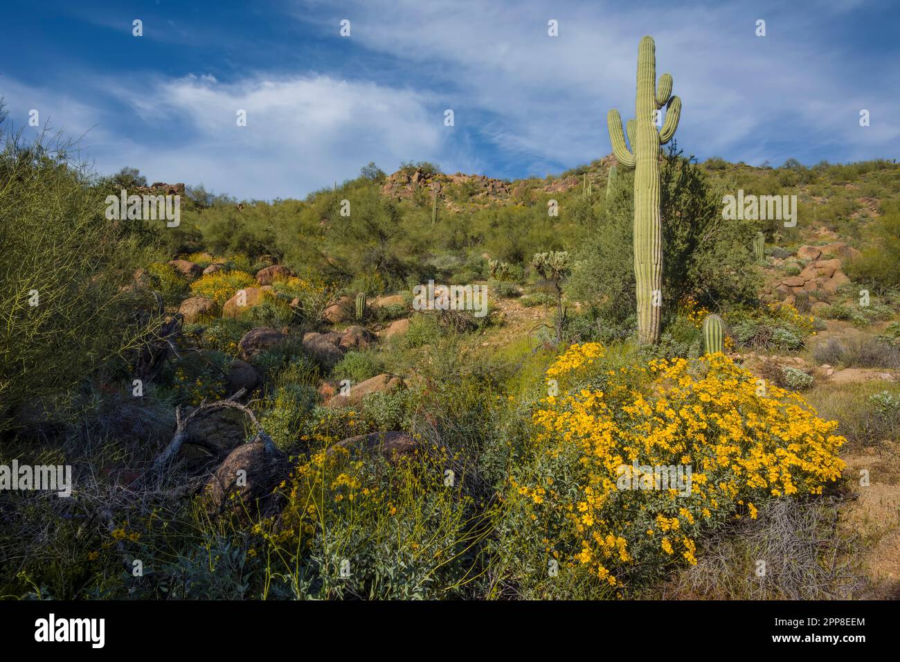 Superbloom de fleurs sauvages incluant cactus saguaro et géologie le long de la Bush Highway, forêt nationale de Tonto, aire de loisirs, Phoenix, Mesa, Arizona, États-Unis Banque D'Images