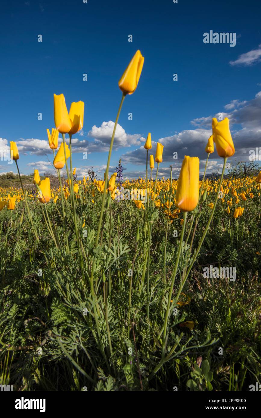 Gros plan macro de Poppies mexicaines sur Bush Highway, Lower Salt River, Mesa, Arizona, États-Unis Banque D'Images