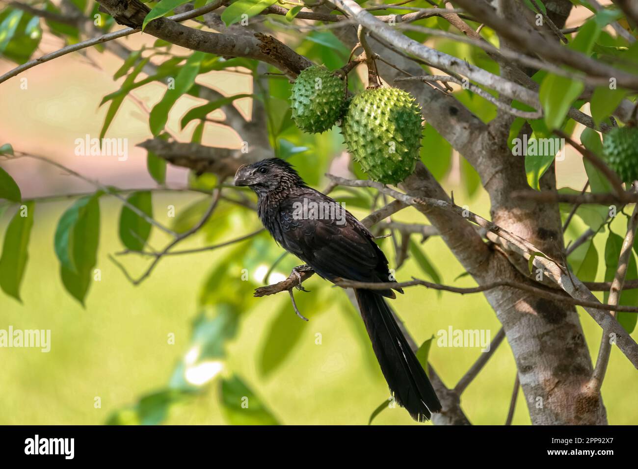 Ani à bec lisse perching sur une petite branche d'un arbre avec des feuilles vertes, BOM Jardim, Mato Grosso, Brésil Banque D'Images