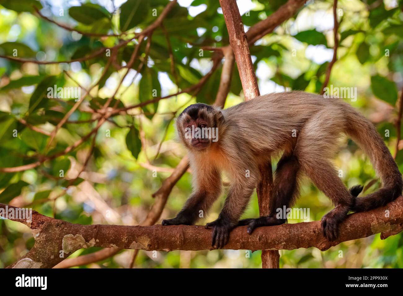 Capuchin à capuchon grimpant sur une branche a, regardant la caméra, en partie au soleil, Lagoa das Araras, BOM Jardim, Mato Grosso, Brésil Banque D'Images