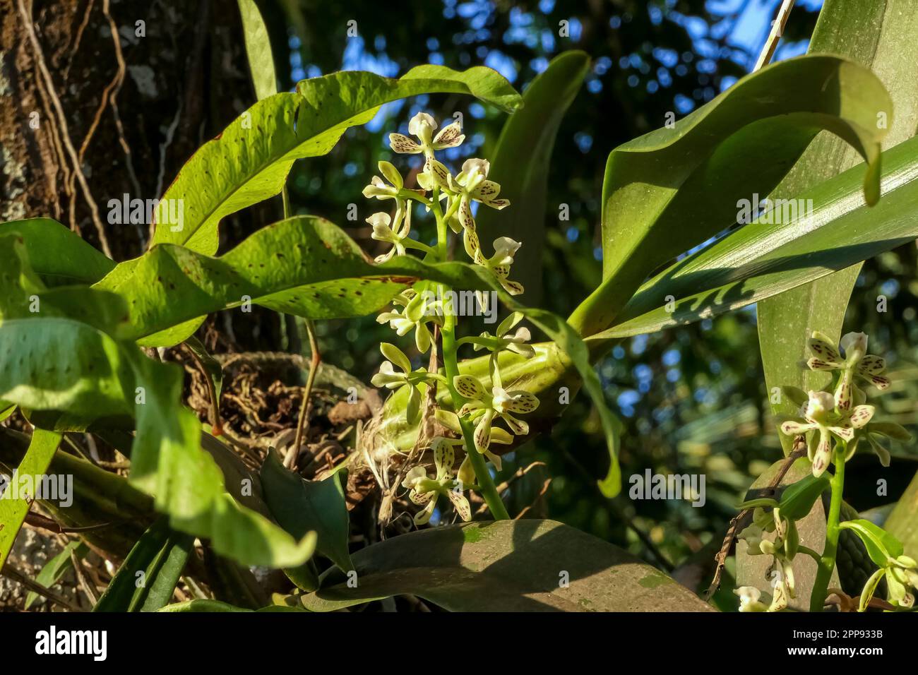 Gros plan d'une fleur d'orchidée blanche encadrée de feuilles vertes au soleil, San Jose do Rio Claro, Mato Grosso, Brésil Banque D'Images