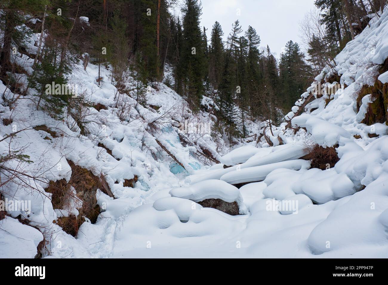Sentier en forêt de taïga d'hiver sous de fortes neiges le long de la rivière Tevenek (troisième rivière) sur la rive du lac Teletskoe. Artybash, Altaï, Sibérie, Russie Banque D'Images