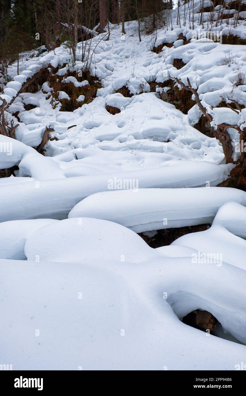 Sentier en forêt de taïga d'hiver sous de fortes neiges le long de la rivière Tevenek (troisième rivière) sur la rive du lac Teletskoe. Artybash, Altaï, Sibérie, Russie Banque D'Images