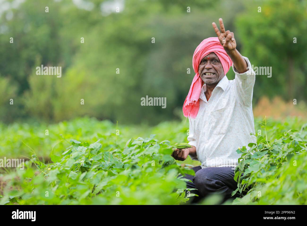 Culture des graines de niébé, bon agriculteur indien, pauvre agriculteur Banque D'Images