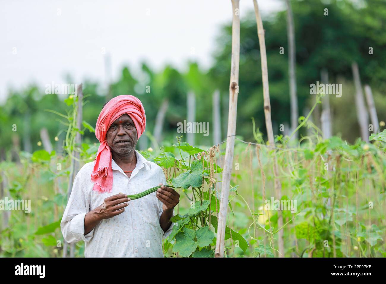 Agriculture indienne chinoise d'okra , agriculteur tenant bébé chinois d'okra dans la ferme Banque D'Images