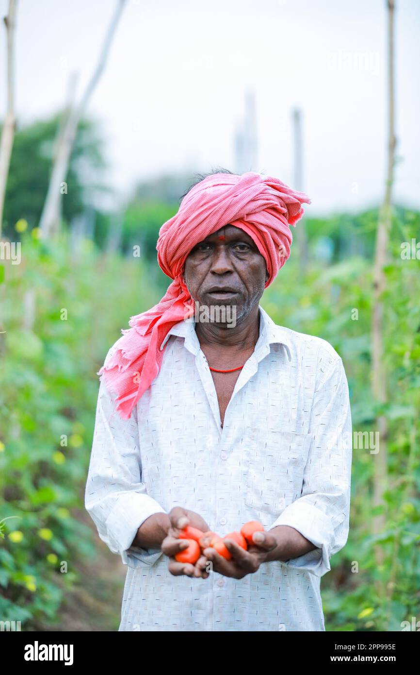 Agriculture indienne chinoise d'okra , agriculteur tenant bébé chinois d'okra dans la ferme Banque D'Images