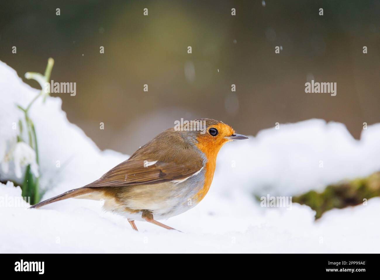 Robin européen [ erithacus rubecula ] au sol dans un jardin couvert de neige Banque D'Images