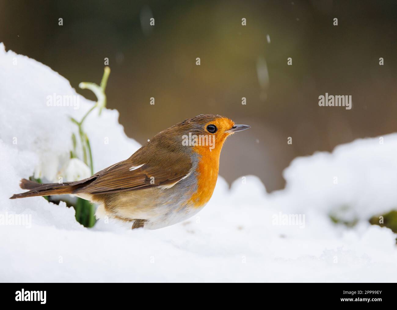 Robin européen [ erithacus rubecula ] au sol dans un jardin couvert de neige Banque D'Images