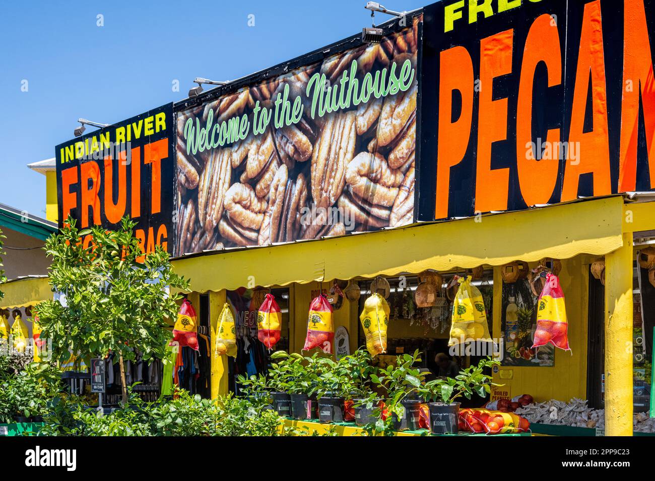 Piège touristique de Floride avec agrumes de la rivière Indian, pacanes fraîches, jerky alligator, feux d'artifice et souvenirs le long de l'I-95 et de l'US 1 à St. Augustine, Floride. Banque D'Images