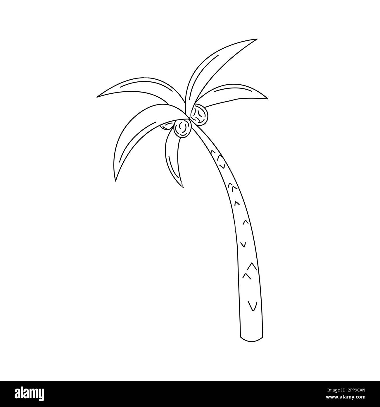 Un coolé de palmier isolé. Illustration vectorielle d'un joli arbre tropical dessiné à la main. Palmiers et noix de coco. Élément à motif gribouillage noir et blanc Illustration de Vecteur