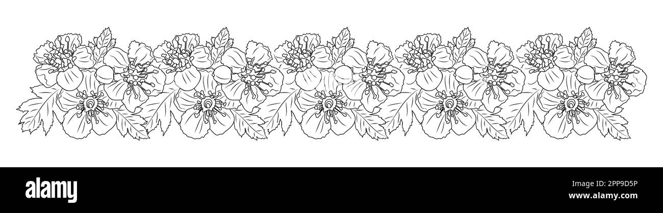 Hawthorn Mai naissance fleur ligne de fleur art bordure. Illustration de Vecteur