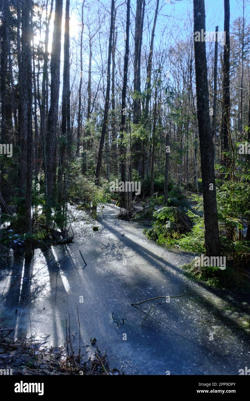 Paysage hivernal de ripaal gelé stand au soleil avec aulne et arbres suprace contre le ciel bleu, Bialowieza Forest, Pologne, Europe Banque D'Images