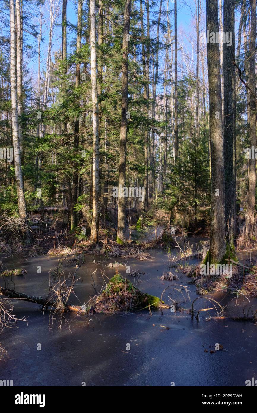 Forêt de conifères sous le soleil d'hiver avec eau gelée en premier plan, forêt de Bialowieza, Pologne, Europe Banque D'Images