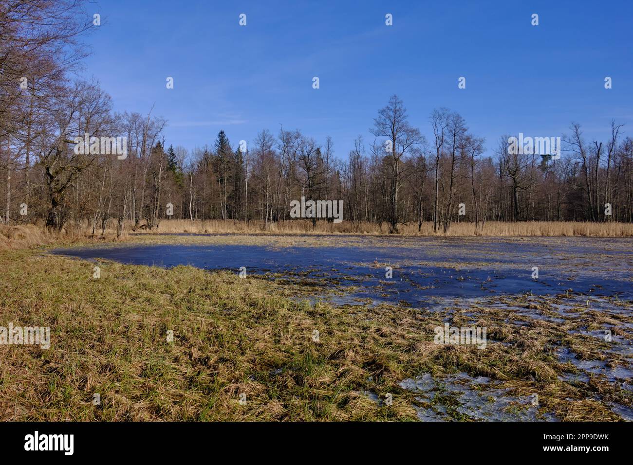 Prairies partiellement gelées sous le soleil hivernal, Podlaskie Voivodeship, Pologne, Europe Banque D'Images
