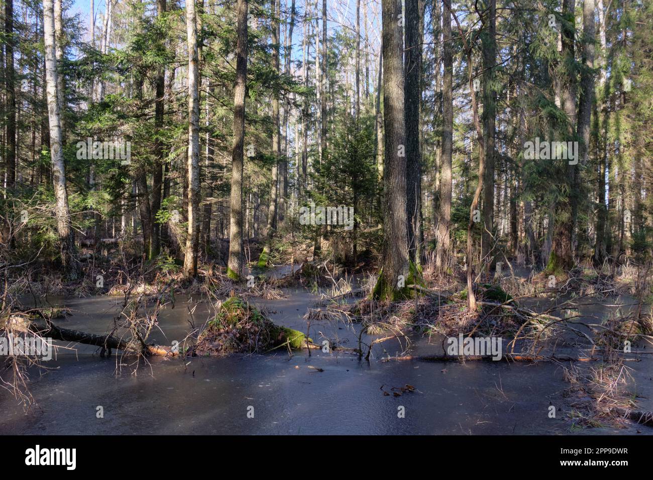 Forêt de conifères sous le soleil d'hiver avec eau gelée en premier plan, forêt de Bialowieza, Pologne, Europe Banque D'Images