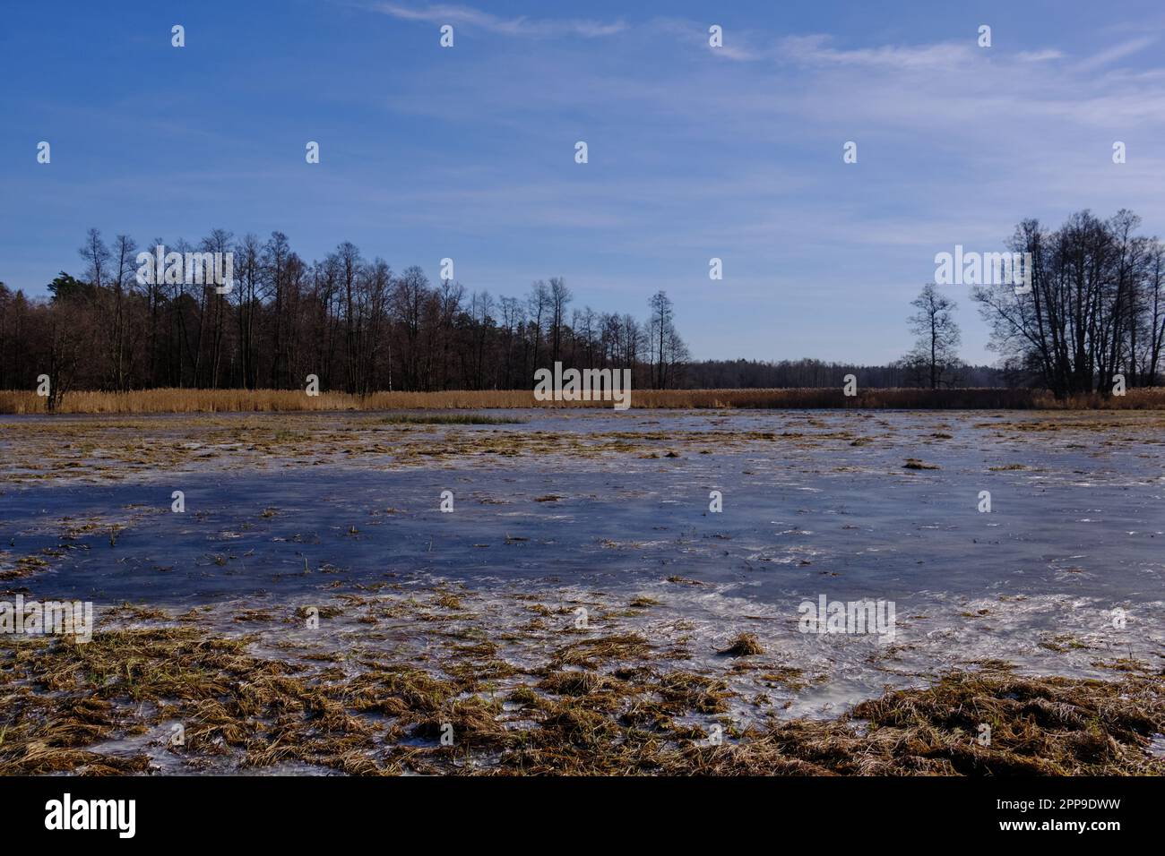 Prairies partiellement gelées sous le soleil hivernal, Podlaskie Voivodeship, Pologne, Europe Banque D'Images