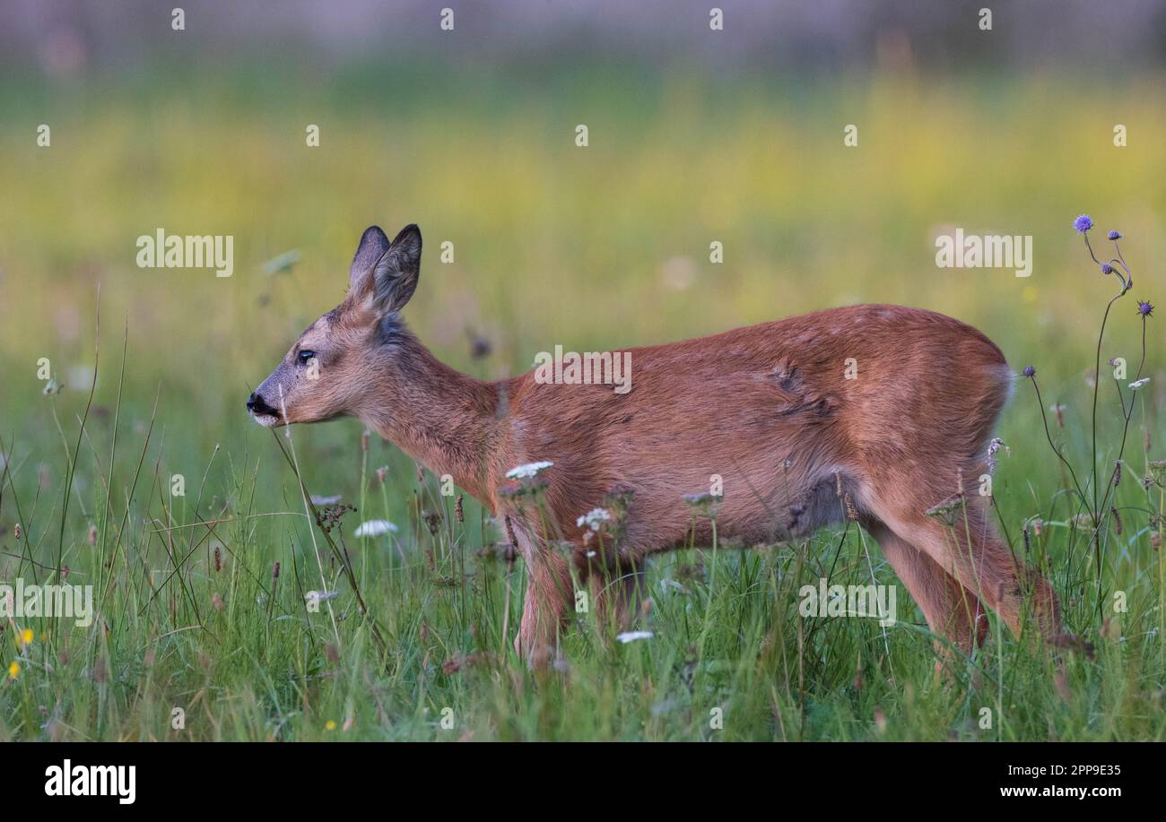 ROE-cerf Kid in summertime Meadow, Podlaskie Voivodeship, Pologne, Europe Banque D'Images