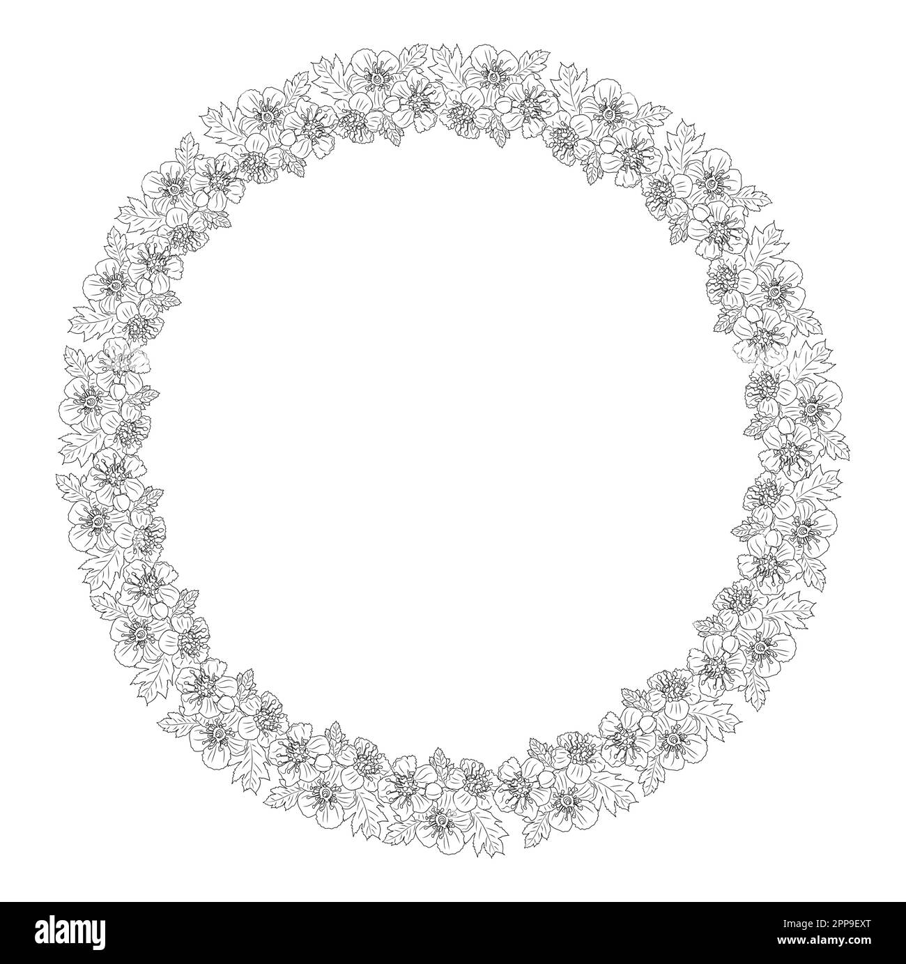 Hawthorn Mai naissance fleur couronne dessin art ligne. Illustration de Vecteur