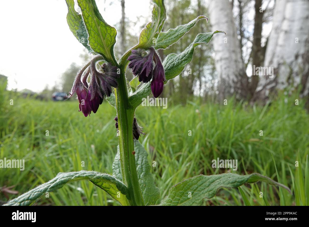 Un gros plan naturel sur la fleur de lila de la commune Comfrey, Symphytum officinale, une plante médicinale Banque D'Images