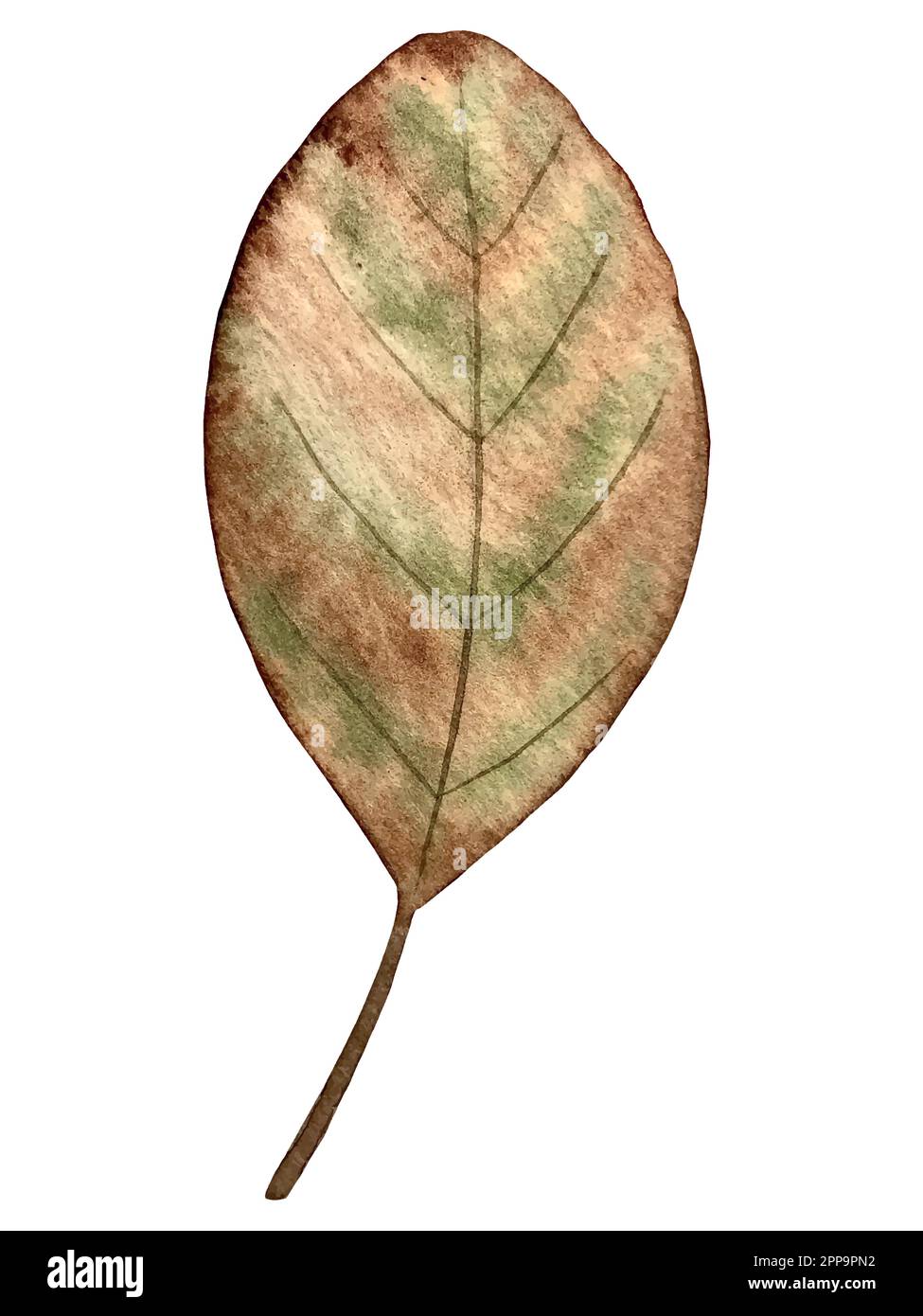 Set d'automne aquarelle vector. Décorations avec feuilles de forêt et champignons. Illustration de Vecteur
