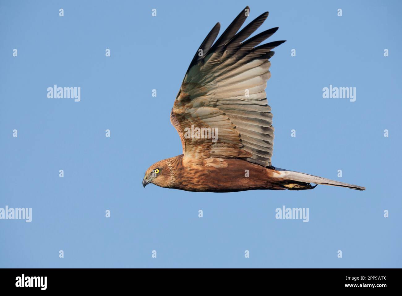 Marsh Harrier (Circus aeruginosus), vue latérale d'un homme adulte en vol, Campanie, Italie Banque D'Images